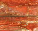 Vibrantly Colored, Polished Petrified Wood Section - Arizona #94798-1